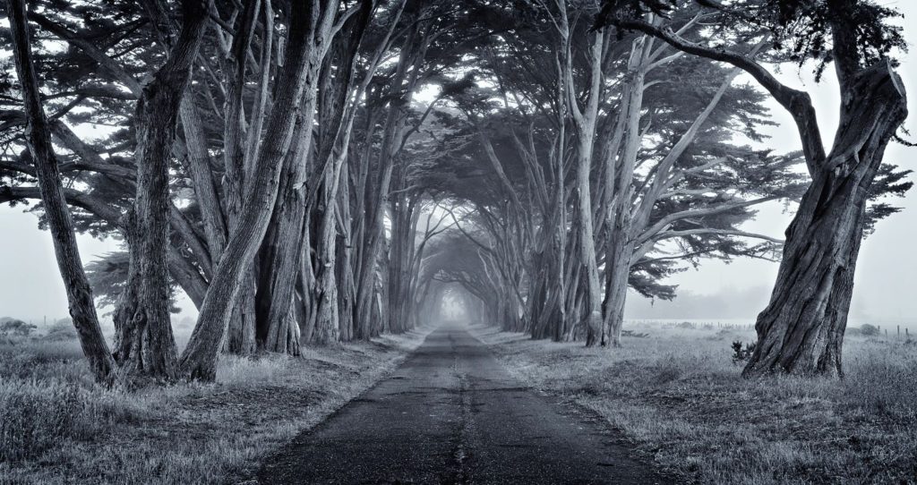 treetunnel