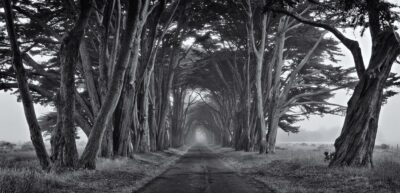 Tree Tunnel, Point Reyes, 2012 