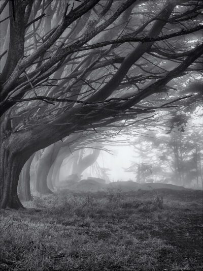 Foggy Trees, San Bruno, 1998