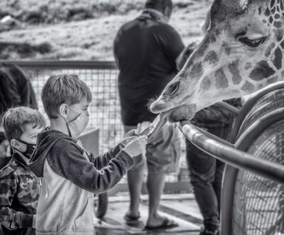 Feeding Time, Palm Desert, 2020