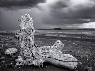 Driftwood, Mono Lake, 1997